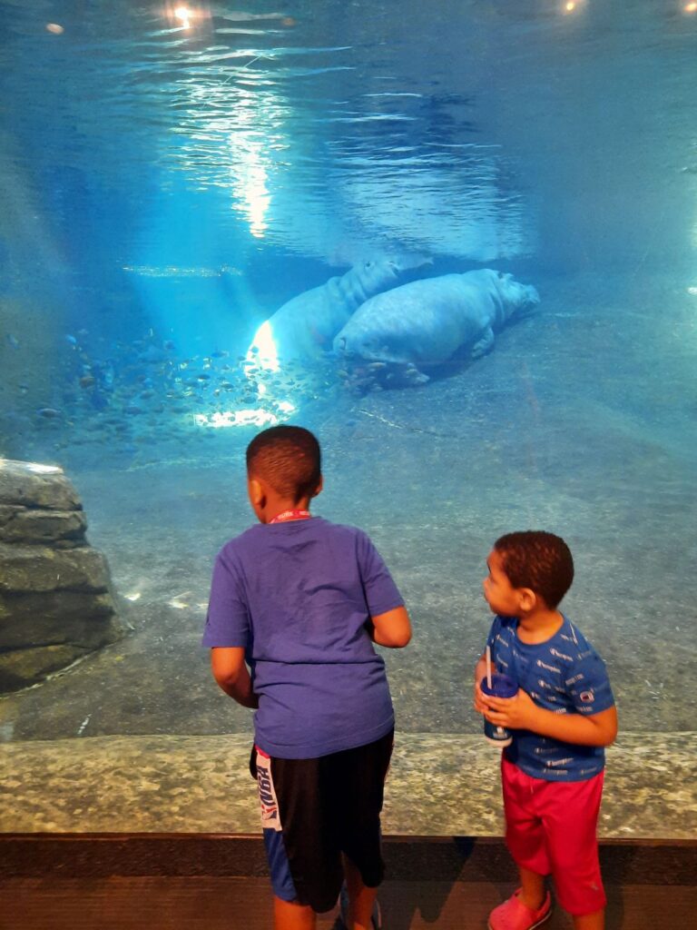 Hippos at the Adventure Aquarium in Camden, New Jersey