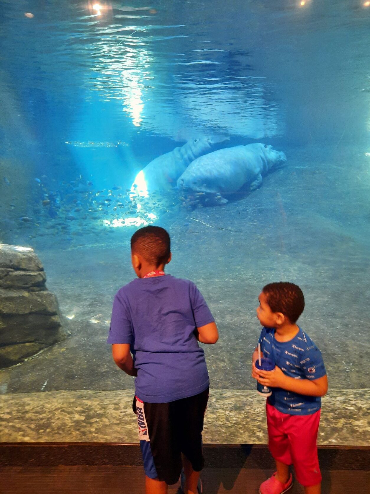 Kids in Philadelphia watching hippos at the Adventure Aquarium in Camden, New Jersey