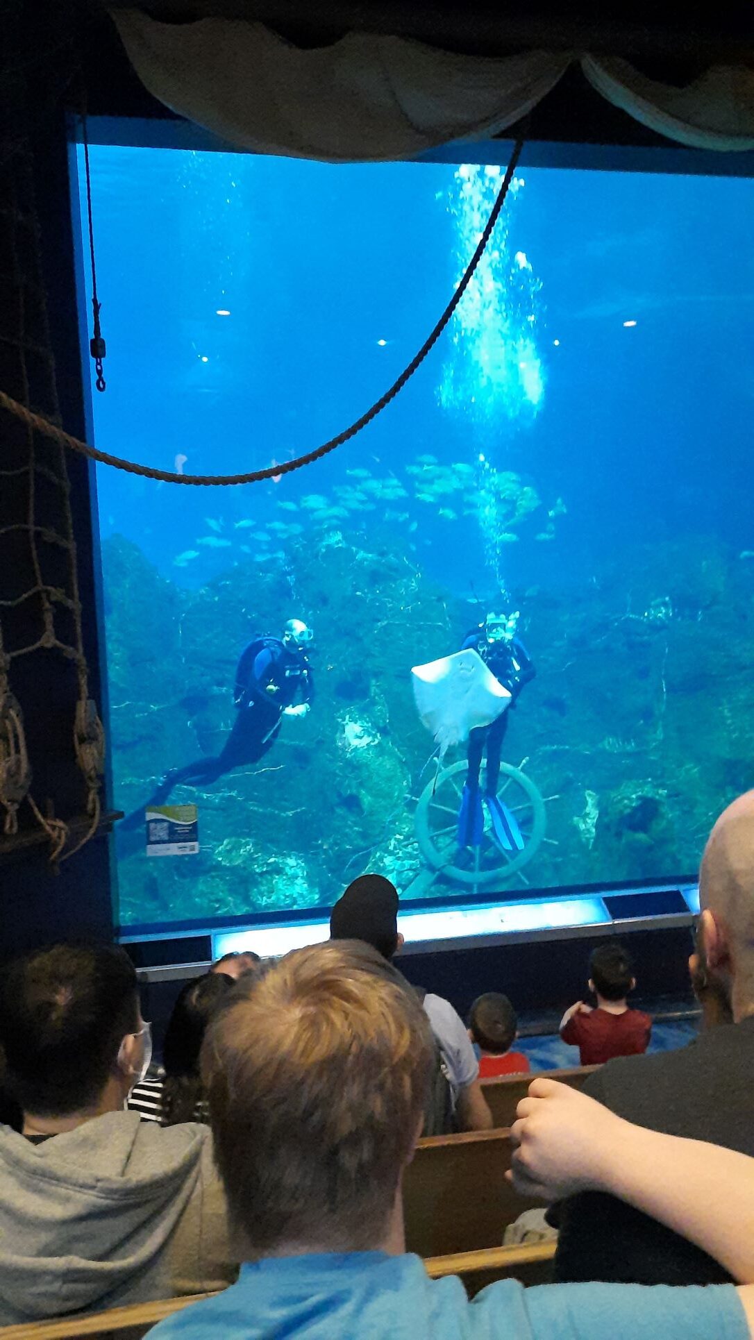 Divers and a stingray inside the Adventure Aquarium in Camden, New Jersey
