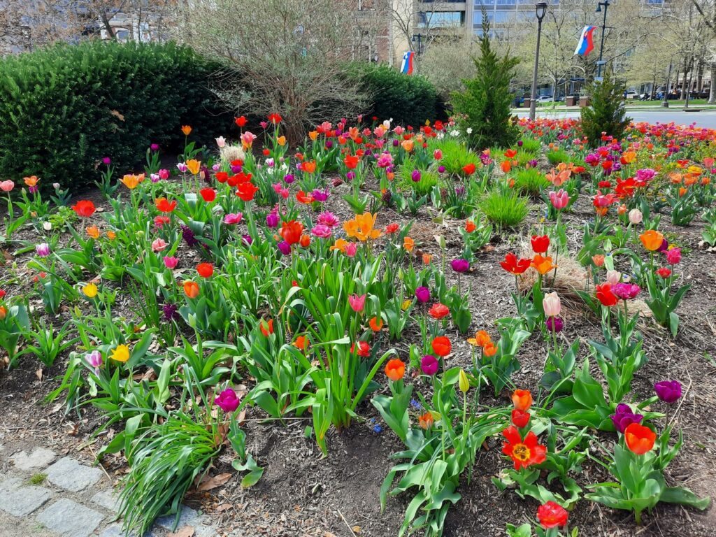 Philadelphia with kids- Tulips in Logan Square