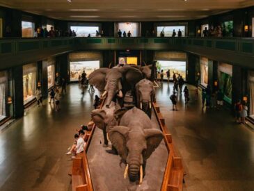 Museums in New York for kids, Museum of Natural History Manhattan