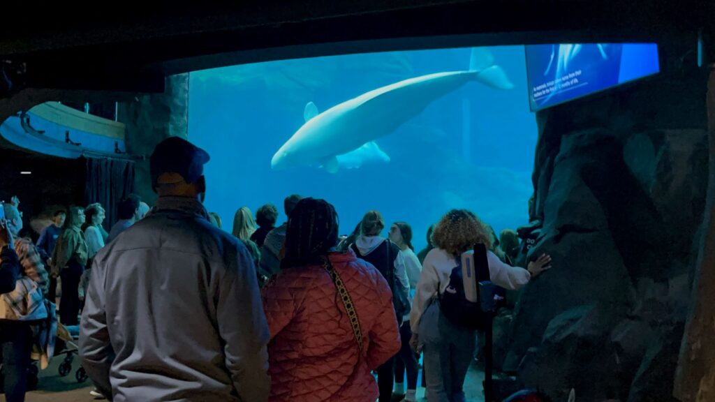 Beluga whales and crowds at the Georgia Aquarium 