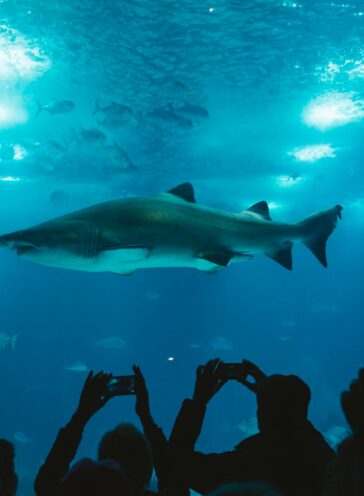 group of people taking picture of shark