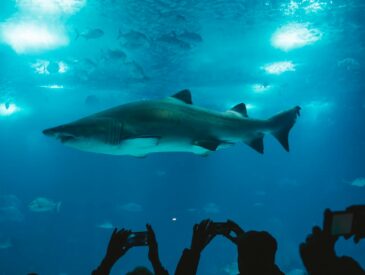 group of people taking picture of shark